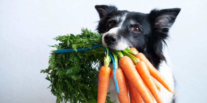 Hunde mit Möhrenbündel