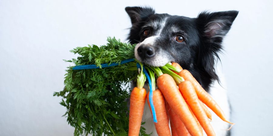 Hund mit Möhrenbündel