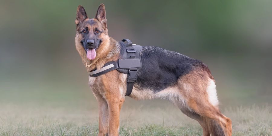 Die Polizei hält Deutsche Schäferhunde gerne als Begleiter.