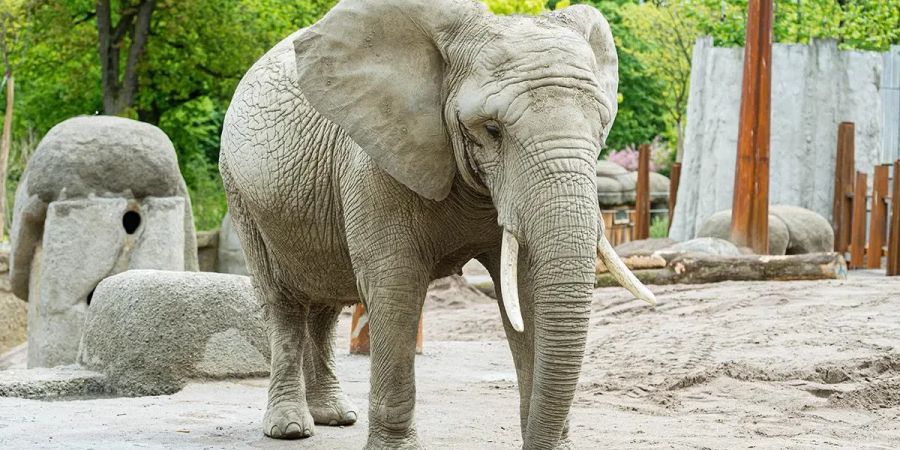 Zoo Basel Leitkuh