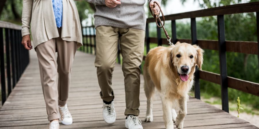 Regelmässige Bewegung hilt Hunden, keine zusätzlichen Kilos anzulegen.