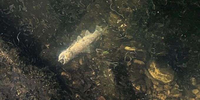 Verschmutzung - Hunderte Fische verenden in Seuzach ZH