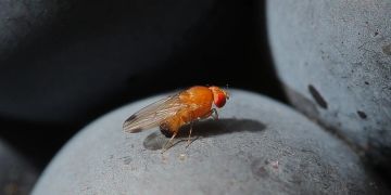 ständerat schädlinge