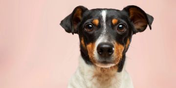 augen dunkler hunde