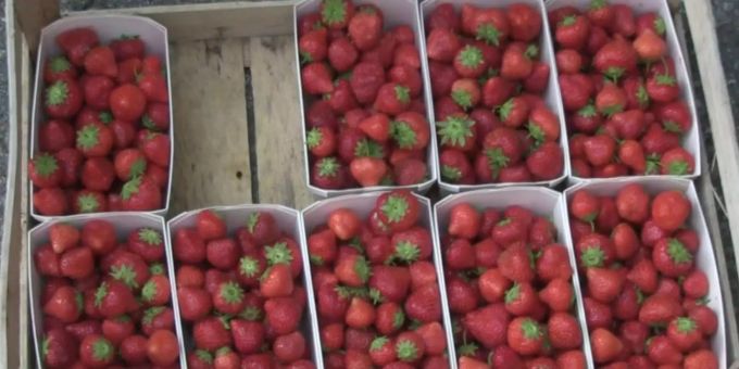 Endlich! - Schweizer Erdbeeren sind reif