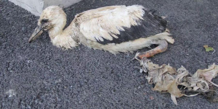 In Basel haben Beringer und Feuerwehr zwei in Plastik verhedderte Störche aufgefunden. Für eines der beiden Jungtiere kam jede Hilfe zu spät.