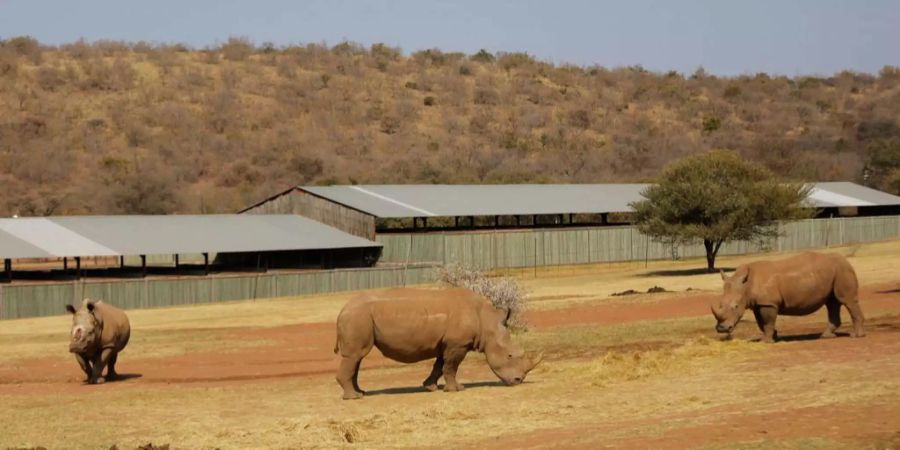 Die Frauen setzten sich für die gefährdeten Tiere ein.