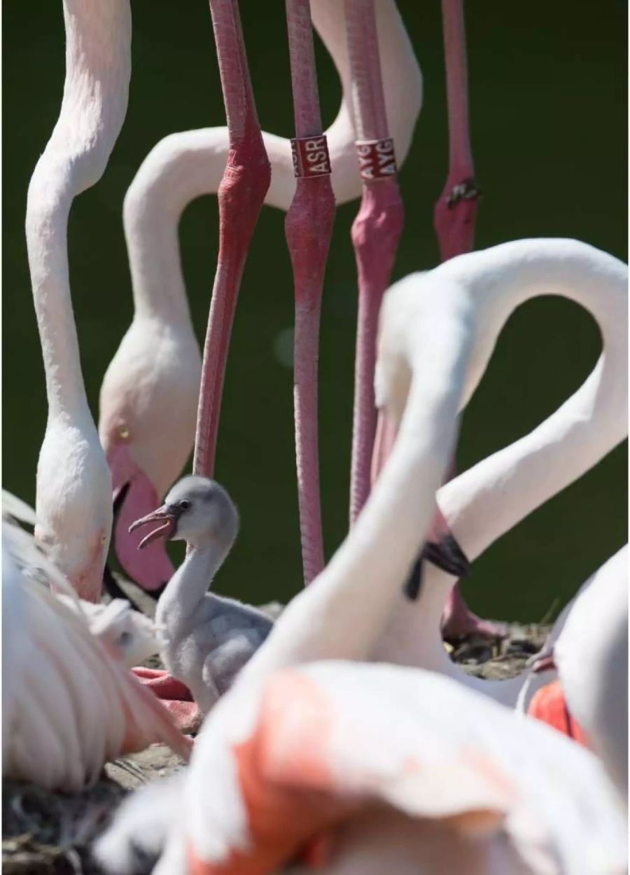 Insgesamt sollen acht kleine Flamingos schlüpfen.