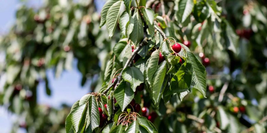 Vorteil 5: Kirschen geben schöne Haut. Sie enthalten den Farbstoff Anthocyan hilft beim Aufbau von Bindegewebe, was schlaffer Haut und Cellulite vorbeugt.