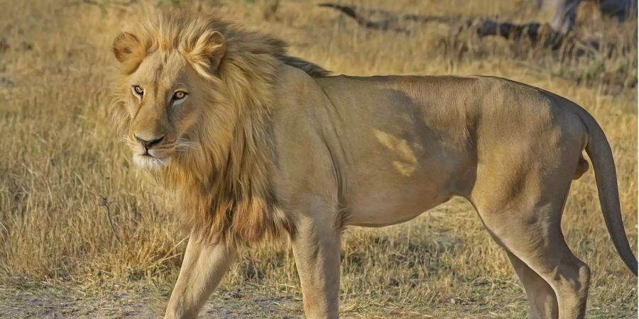 Löwenknochen werden in Asien als Tigerknochen verkauft und für traditionelle asiatische Medizin gebraucht.