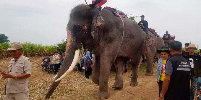 Verbot angekündigt - Elefantenreiten in Vietnam geht trotzdem weiter