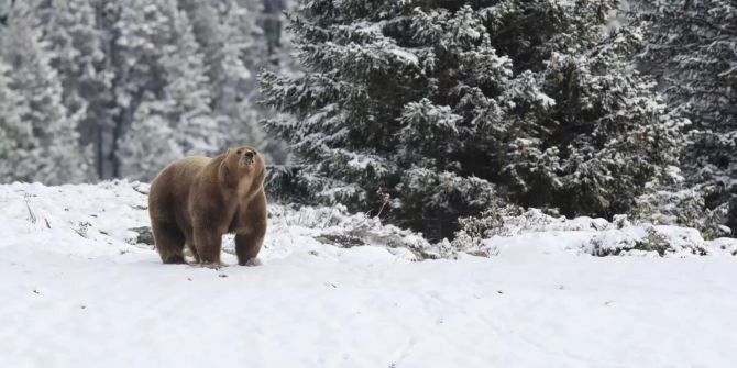 Bär Napa im Schnee.