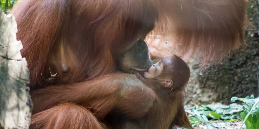 Am 7. August hat Orang-Utan Maia ihr Junges Padma geboren.