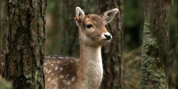 biodiversität