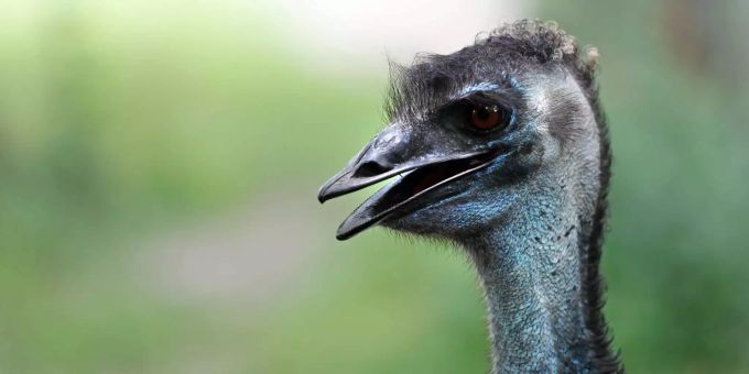 Ein Emu im Audubon Zoo in New Orleans.