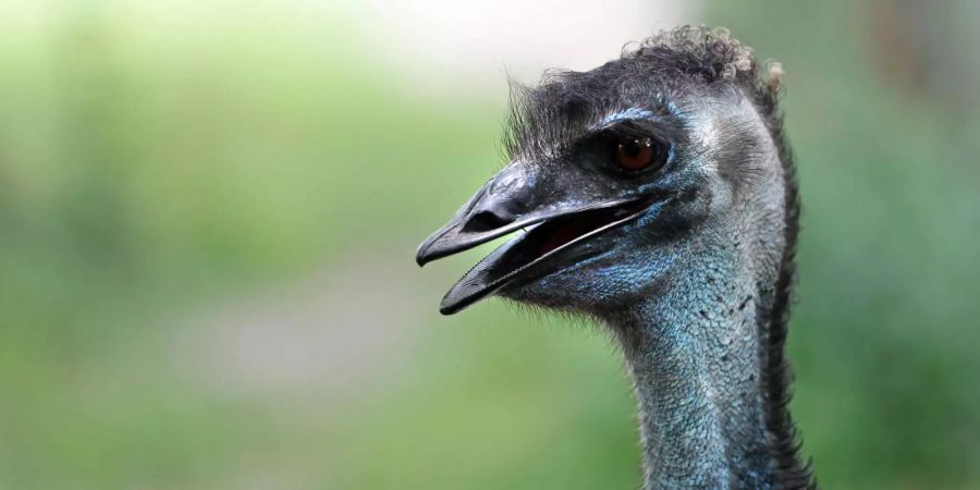 Ein Emu im Audubon Zoo in New Orleans.