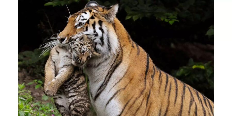 Amurtiger-Mutter Elena trägt 2011 im Gehege des Zürcher Zoos eines ihrer Jungen im Fang.