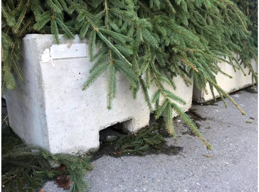 Betonpflöcke am Weihnachtsmarkt im Bern, unter Tannenzweigen versteckt.