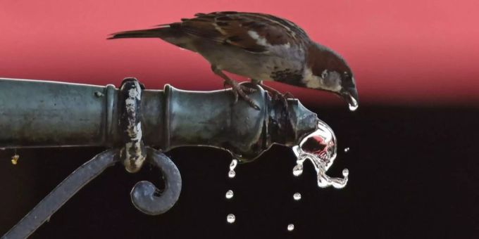 In Freiburg soll es mehr Trinkwasserbrunnen geben. Ein Vogel trinkt aus einem Wasserhahn.