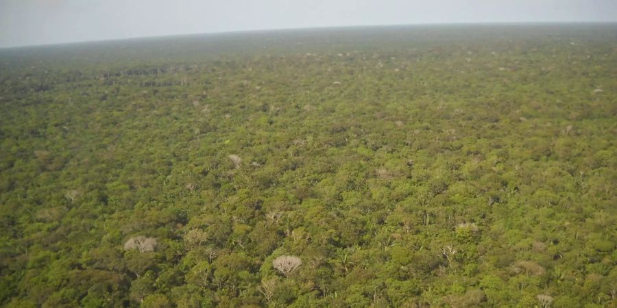 Der Amazonas-Regenwald in Brasilien reicht bis an den Horizont.