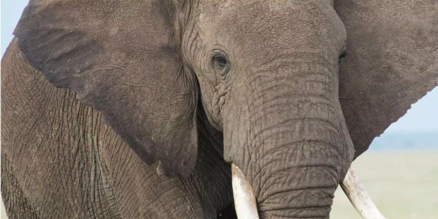 Ein afrikanischer Buschelefant steht in einer südafrikanischen Landschaft.