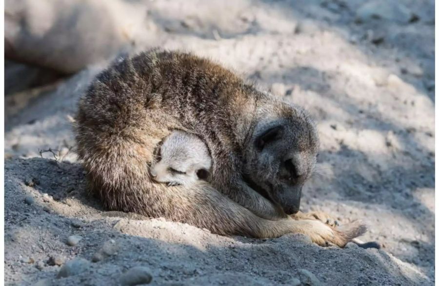 Bei Mama ist es am wohlsten.