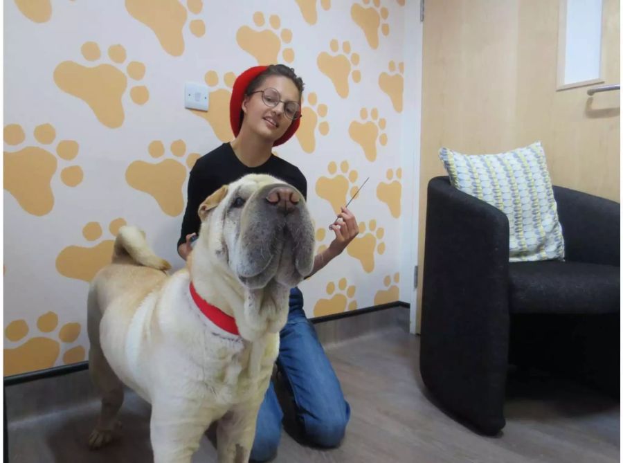 Besitzerin Sandra Kin und ihr Shar-Pei, eine Rasse aus China. Britische Tierärzte hatten dem Hund einen 20 Zentimeter langen Hühnchen-Kebab-Spiess aus dem Magen operiert. Inzwischen geht es Hoshi wieder gut.