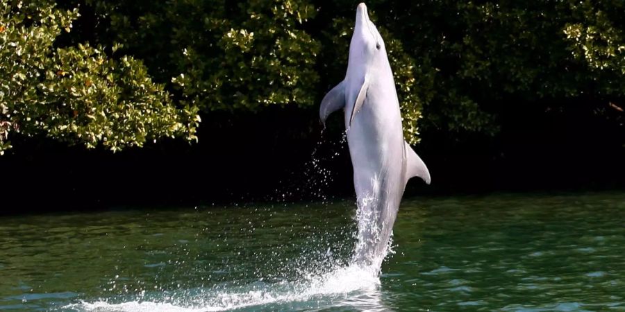 Der Delfin Wave beim Flossentanz vor der Küste bei Adelaide in Australien.