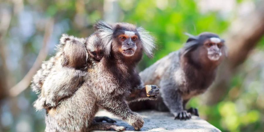 Familienbande: Weissbüscheläffchen kommunizieren in einer Sprache, die der  menschlichen ähnlicher ist, als bisher angenommen. Bild: iStock