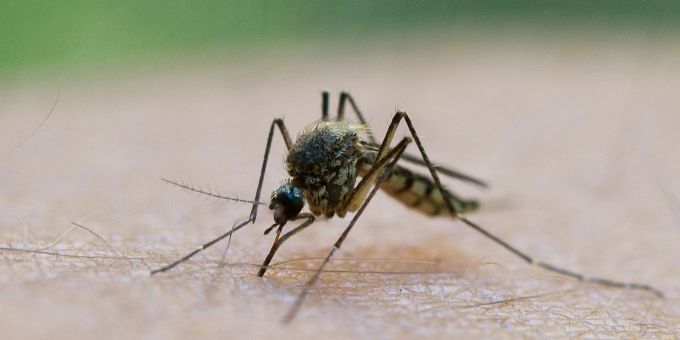 Eine Mücke saugt Blut aus dem Arm eines Mannes. stechmücken