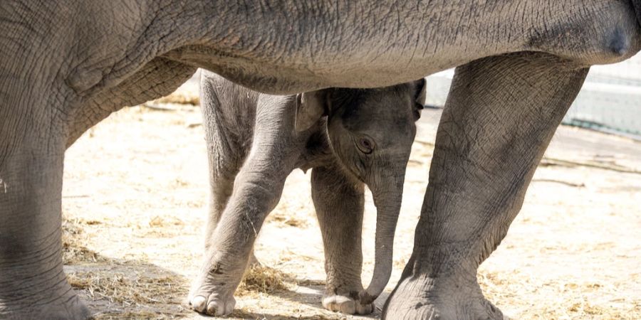 elefantenbaby zoo zürich