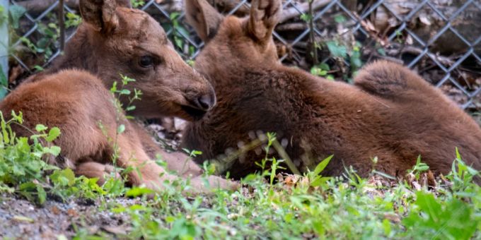 Die zwei jungen Elch-Zwillinge im Berner Tierpark Dählhölzli.. Elch-Zwillinge