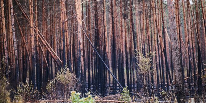 Der untere Teil der Bäume in Treuenbrietzen ist schwarz verkohlt. Der untere Teil der Bäume in Treuenbrietzen ist schwarz verkohlt.