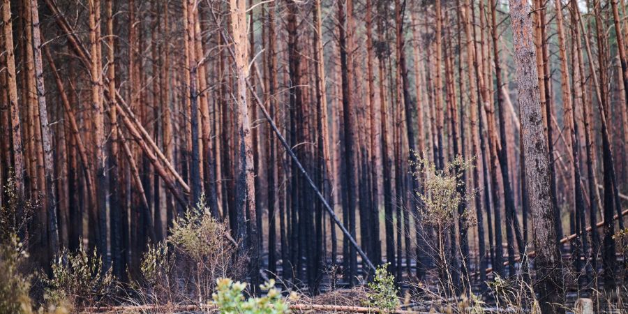 Der untere Teil der Bäume in Treuenbrietzen ist schwarz verkohlt.