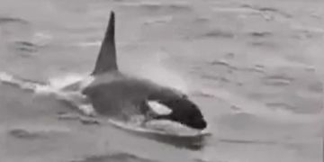 schwertwal orca seine