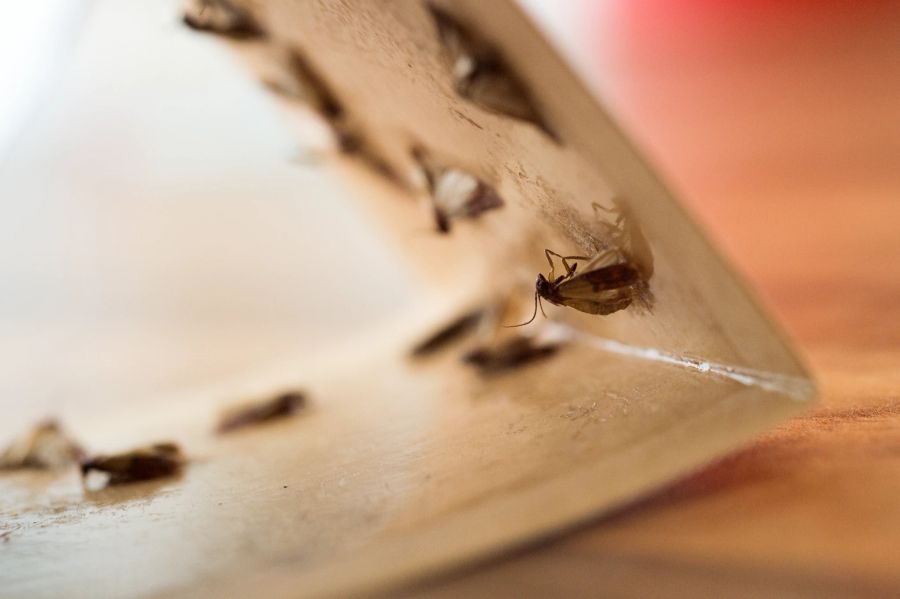 Motte Falle Klebstoff Pheromonfalle Insekten