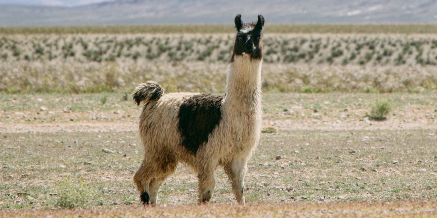 lama