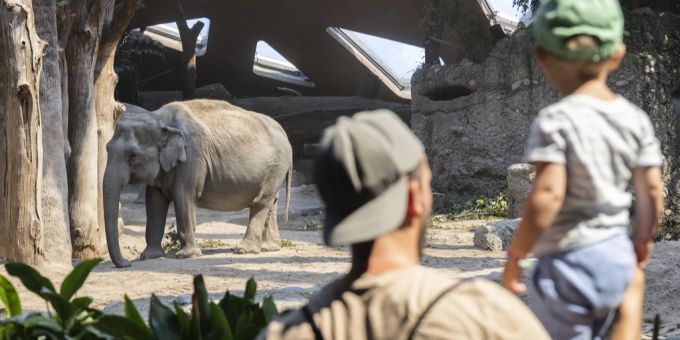 Im Zoo Zürich sind in den vergangenen Wochen drei Elefanten gestorben. Sie alle erkrankten am Herpesvirus. elefant