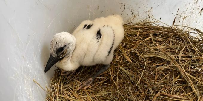 Ein Jungstorch in der Vogelaufzucht-Station. Storchküken