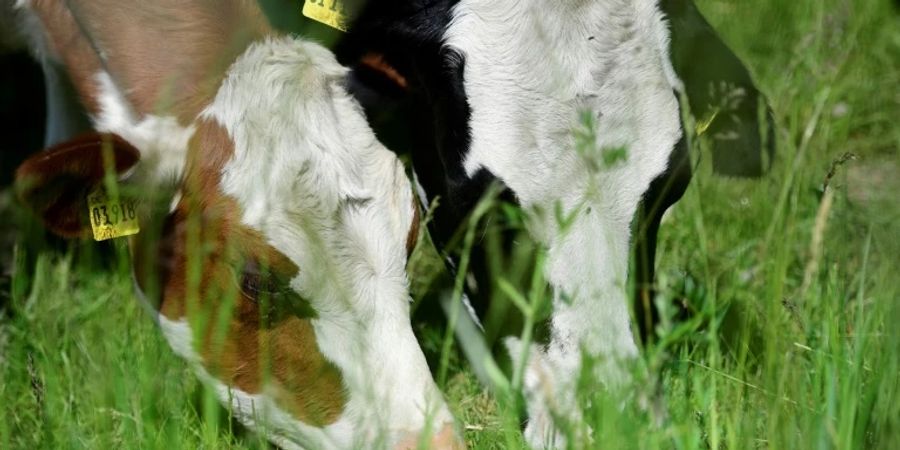 Kühe grasen auf einer Weide