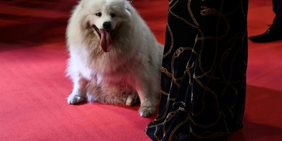 Auch auf dem Roten Teppich in Cannes gab es Hunde zu sehen