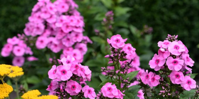 Vielen Stauden ist der Chelsea Chop eine Hilfe, über einen längeren Zeitraum Blüten zu produzieren. Stauden Blüten lilafarben gelb