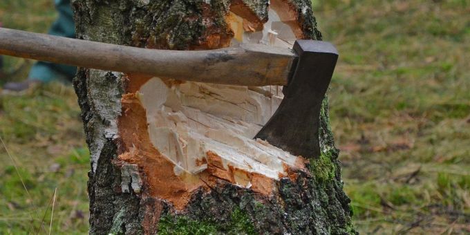 Baumfällung. (Symbolbild) baum