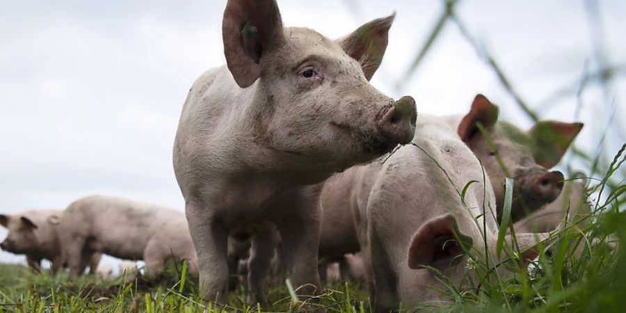 Das Nein-Komitee gegen die Massentierhaltungsinitiative argumentierte, weshalb ihnen die Vorlage zu weit geht.  (Archivbild)