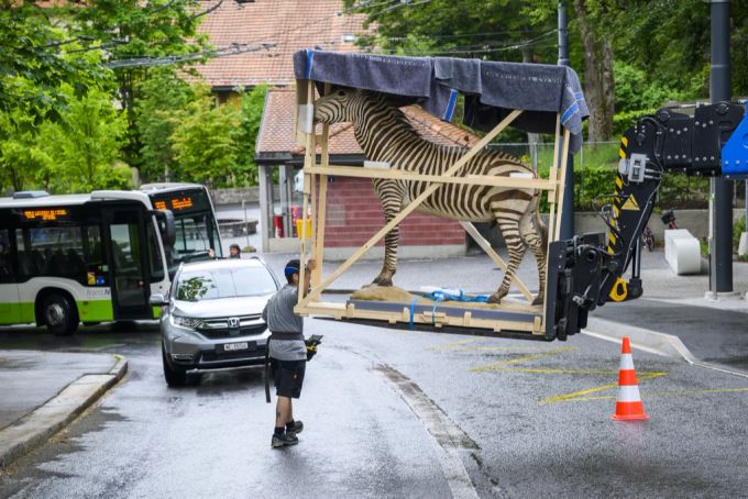 Hier wird in La Chaux-de-Fonds NE ein ausgestopftes Zebra «gezügelt». La Chaux-de-Fonds NE
