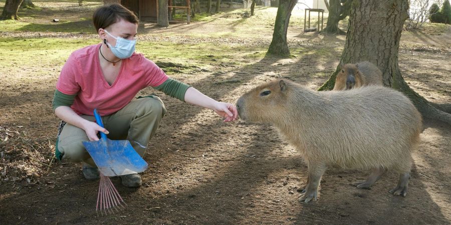 Tierpflegerin Eva Senn reinigt im Zoo Neuwied das Gehege der Wasserschweine (Capybara) und Trauerschwäne.