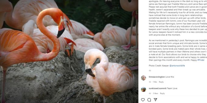 Das berühmte Flamingo-Paar aus den USA ist nicht mehr zusammen. Flamingo