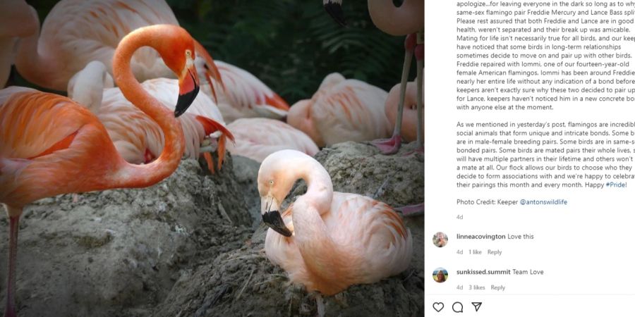 Flamingo