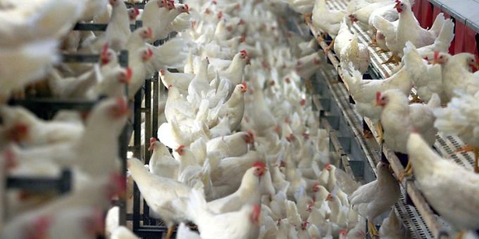 Der Schweizer Tierschutz kritisiert Entwicklungen auf Kosten des Tierwohls in der hochgezüchtete Eier- und Geflügelfleischproduktion. (Symbolbild) Der Schweizer Tierschutz kritisiert Entwicklungen auf Kosten des Tierwohls in der hochgezüchtete Eier- und Geflügelfleischproduktion. (Symbolbild)