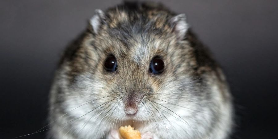 Hamster